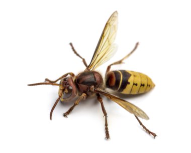 Beyaz izole hornet