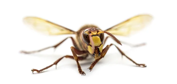 Front view of an Hornet, isolated on white — Stock Photo, Image