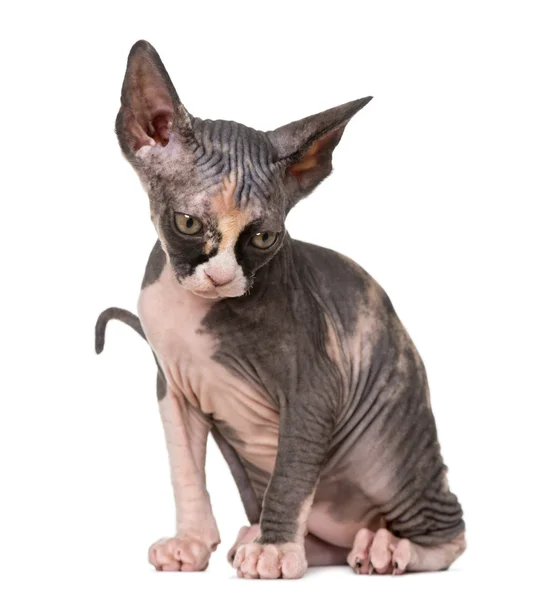 Sphynx 고양이 앉아서 흰색 절연 내려다보고, — 스톡 사진