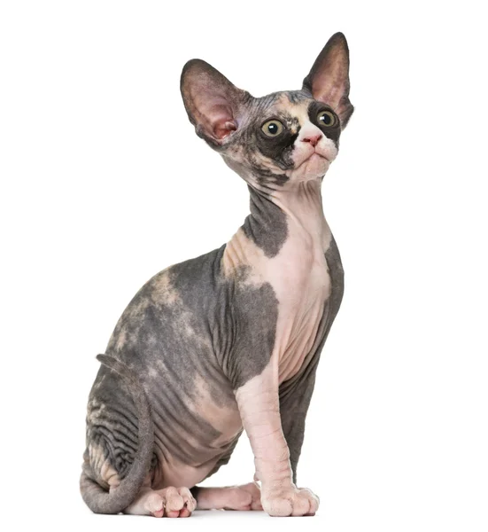 Sphynx chaton assis, isolé sur blanc — Photo