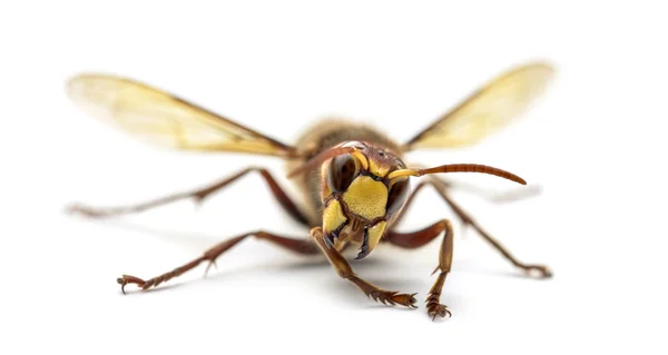 Front view of an Hornet, isolated on white — Stock Photo, Image