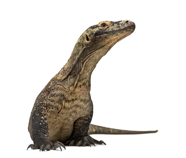 Komodovaraan opzoeken van geïsoleerde op wit — Stockfoto