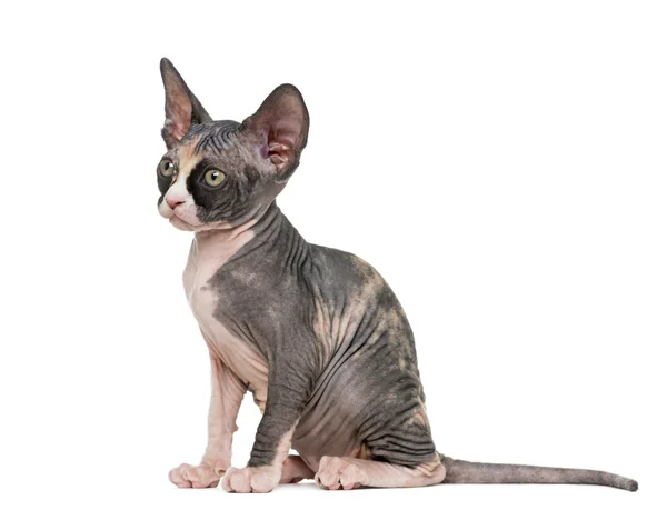 Sphynx gattino seduto, isolato su bianco — Foto Stock