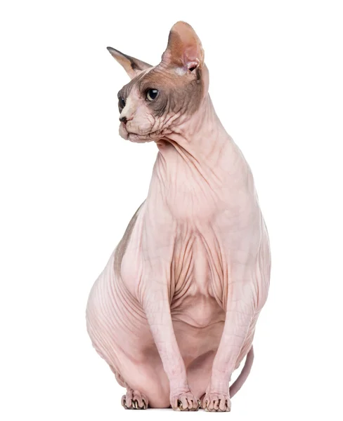 Fat and pregnant Sphynx sitting, isolated on white — Stock Photo, Image