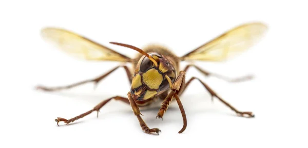 スズメバチは、白で隔離の正面図 — ストック写真