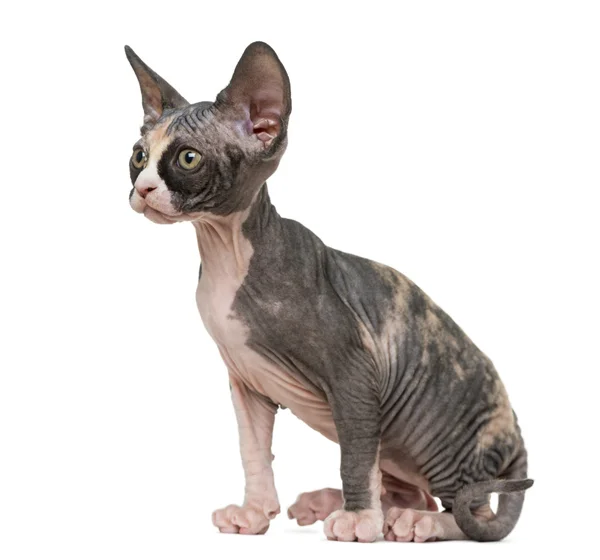 Sphynx kitten zitten en kijken weg, geïsoleerde op wit — Stockfoto