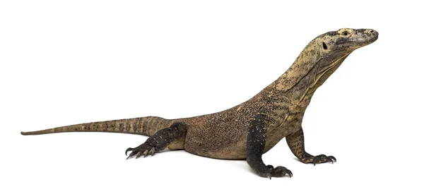 Dragão de Komodo, isolado em branco — Fotografia de Stock