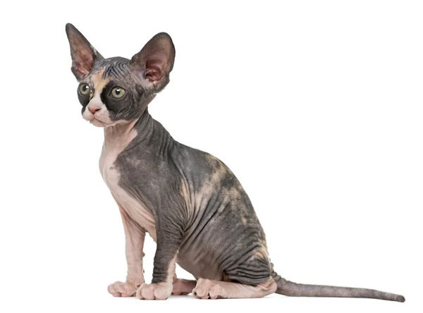 Sphynx kitten zitten, geïsoleerd op wit — Stockfoto