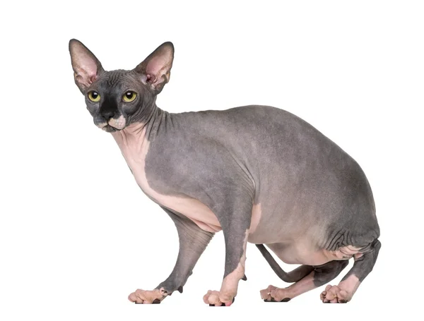 Sphynx sitting and looking away, isolated on white — Stock Photo, Image