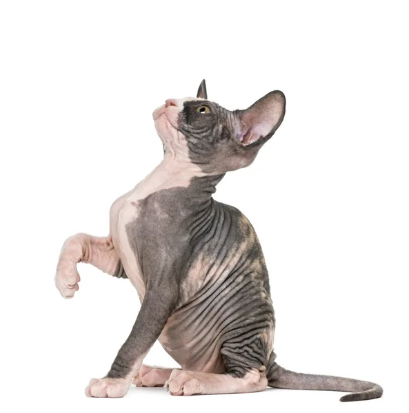Sphynx kot pawing, na białym tle — Zdjęcie stockowe