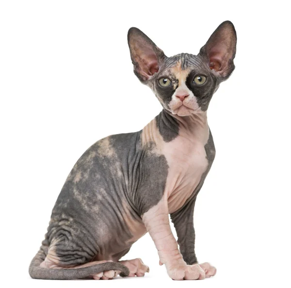 Sphynx gattino seduto, isolato su bianco — Foto Stock