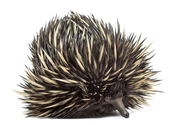 Echidna dal becco corto isolato su bianco — Foto Stock