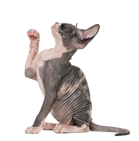 Sphynx yavru kedi pawing kadar üzerinde beyaz izole — Stok fotoğraf