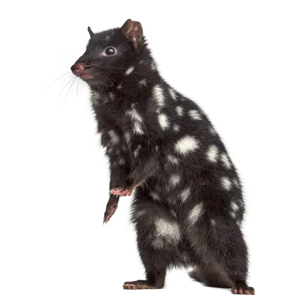 Quoll on his hind legs, isolated on white — Stock Photo, Image