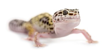 Beyaz arka plan önünde leopar gecko