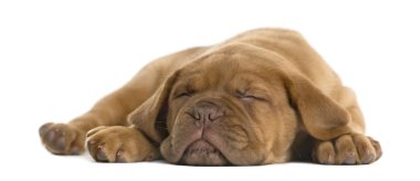 Dogue de Bordeaux köpek yavrusu yalan ve beyaz b önünde uyuyor