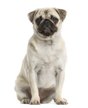 Beyaz bir arka plan önünde oturan pug