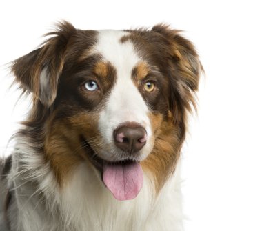 Bir Avustralya çoban köpeği beyaz arka plan önünde Close-Up