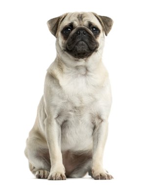 Beyaz bir arka plan önünde oturan pug