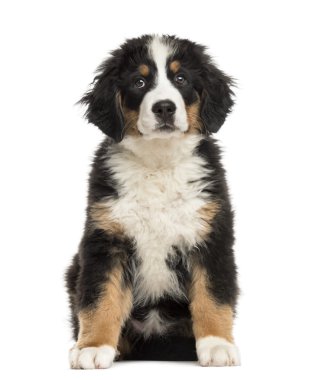 Beyaz bir adam önünde oturan Bernese dağ köpeği köpek yavrusu