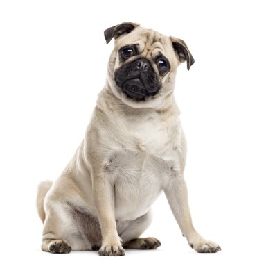 Pug oturan ve üzerinde beyaz izole kamera bakıyor