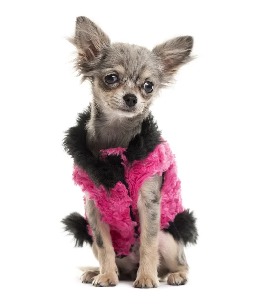 Chihuahua gekleed voor een witte achtergrond — Stockfoto