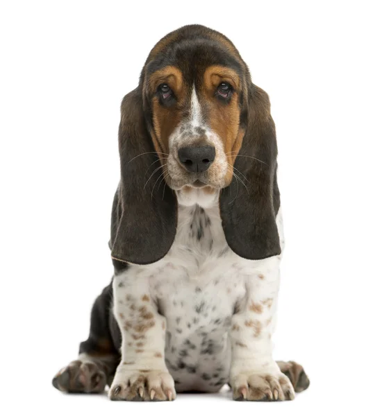 Basset Hound sitzt vor weißem Hintergrund — Stockfoto