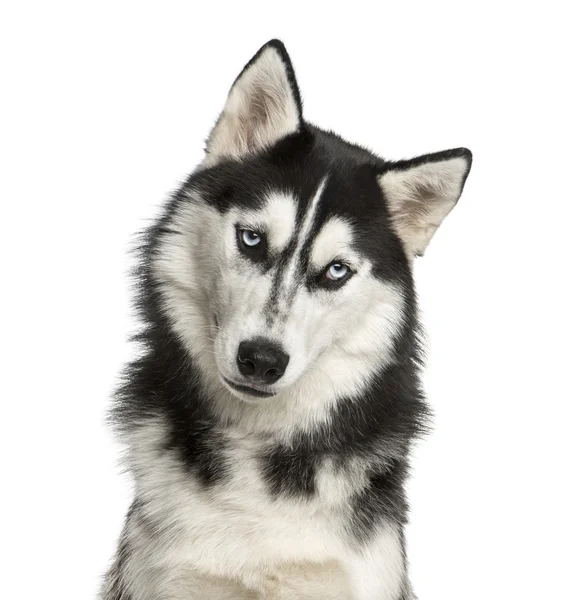 Nahaufnahme eines Huskys vor weißem Hintergrund — Stockfoto