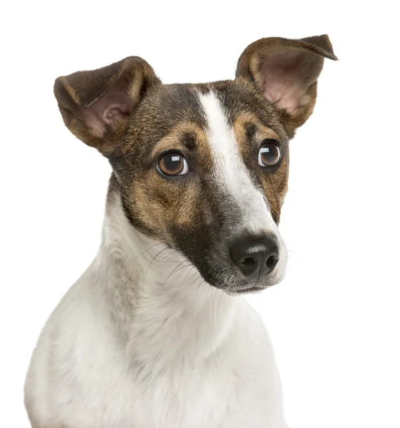 Close-up of a Jack russell in front of a white background — Stock Photo, Image