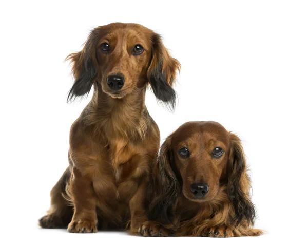 Dachshunds in front of a white background — Stock Photo, Image