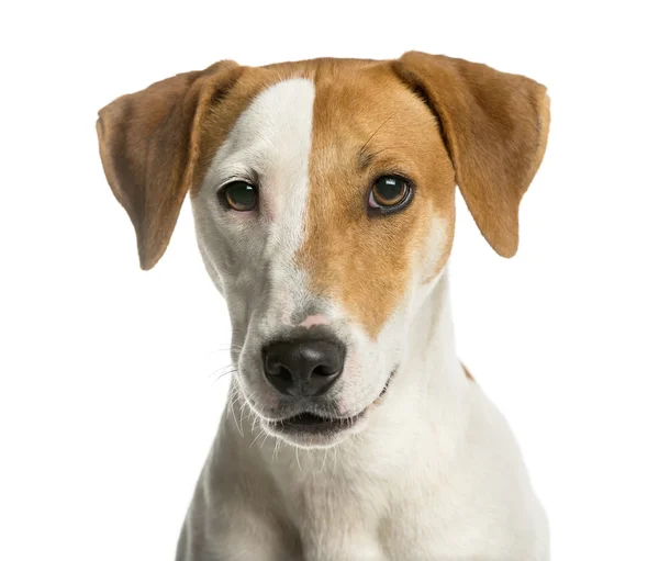 Beyaz bir adam önünde bir Jack Russell Terrier Close-Up — Stok fotoğraf