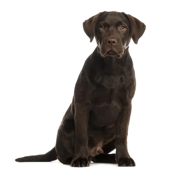 Labrador นั่งอยู่หน้าพื้นหลังสีขาว — ภาพถ่ายสต็อก