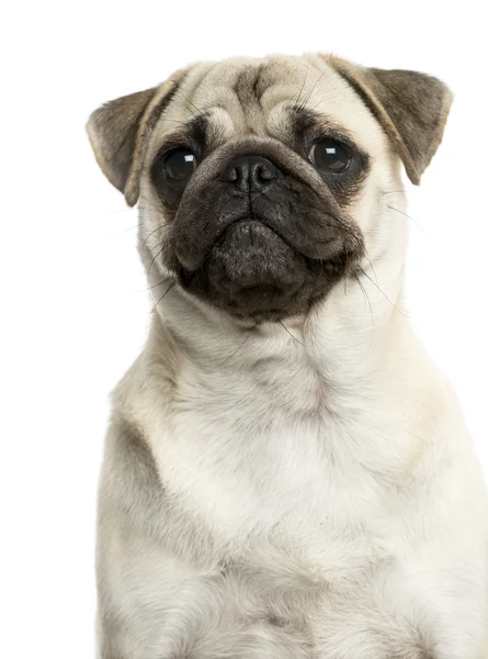Close-up de um Pug na frente de um fundo branco — Fotografia de Stock