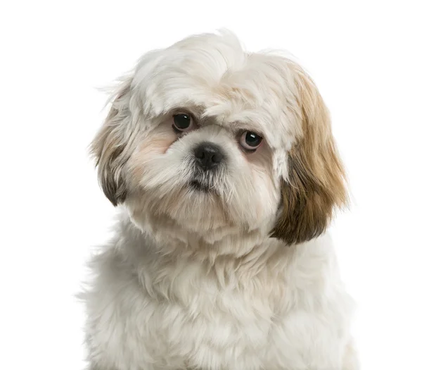 Primer plano de un Shih Tzu frente a un fondo blanco — Foto de Stock