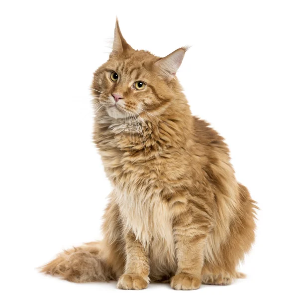 Gato sentado na frente de um fundo branco — Fotografia de Stock