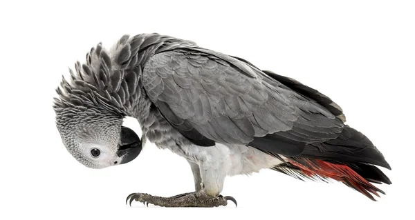 Αφρικανική gery παπαγάλος φτερό-picking μπροστά από ένα λευκό φόντο — Φωτογραφία Αρχείου