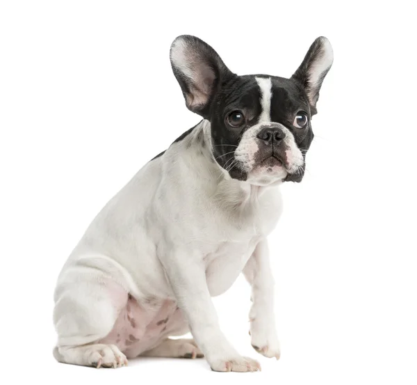 Bulldog francés sentado frente a un fondo blanco — Foto de Stock