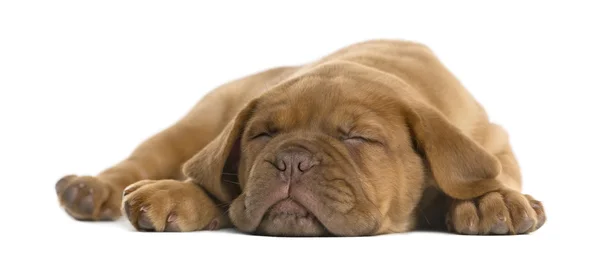 Dogue de Bordeaux puppy lying and sleeping in front of a white b — Stock Photo, Image