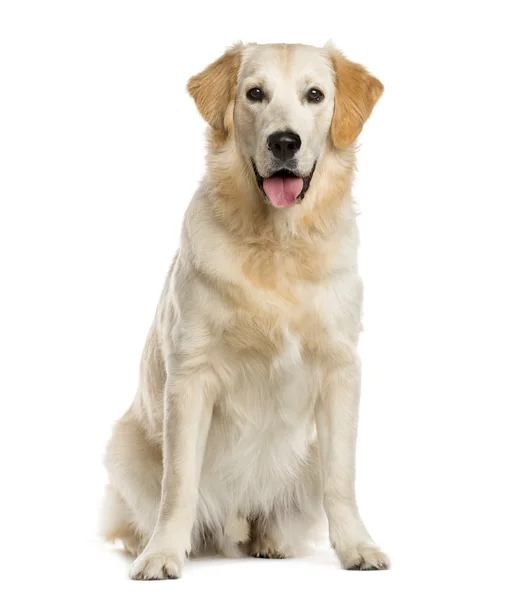 Golden retriever frente a un fondo blanco — Foto de Stock