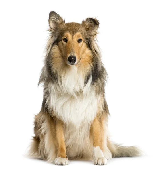 Schotse Collie zit een witte achtergrond — Stockfoto