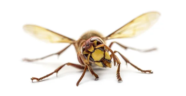 Vorderansicht einer Hornisse, isoliert auf weiß — Stockfoto