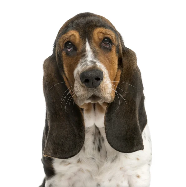 Nahaufnahme eines Basset-Hundes vor weißem Hintergrund — Stockfoto