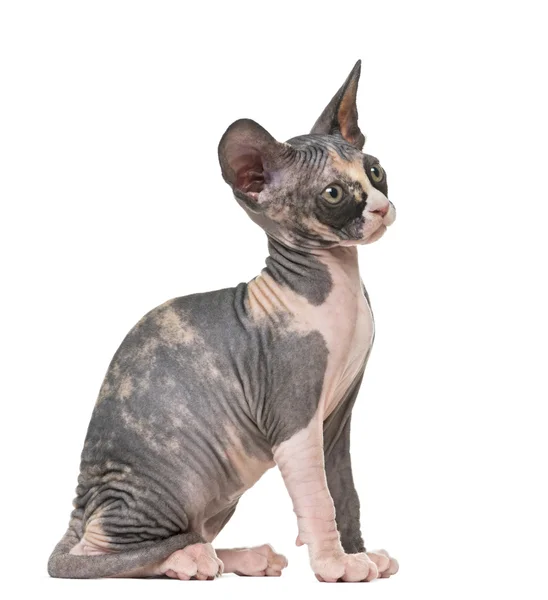 Sphynx kattunge sitter, isolerad på vit — Stockfoto