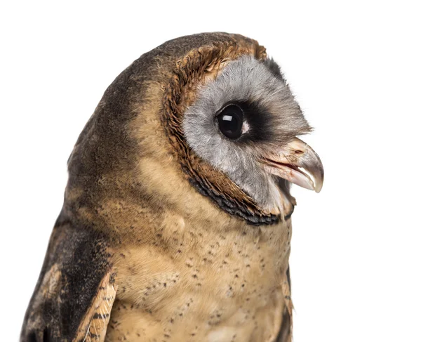 Close-up of an Ashy-faced owl (Tyto glaucops) in front of a whit — Stock Photo, Image