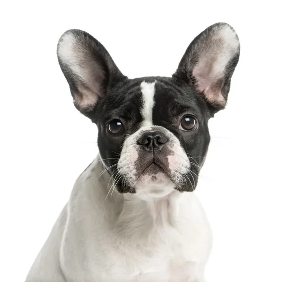 Primo piano di un Bulldog francese davanti a uno sfondo bianco — Foto Stock