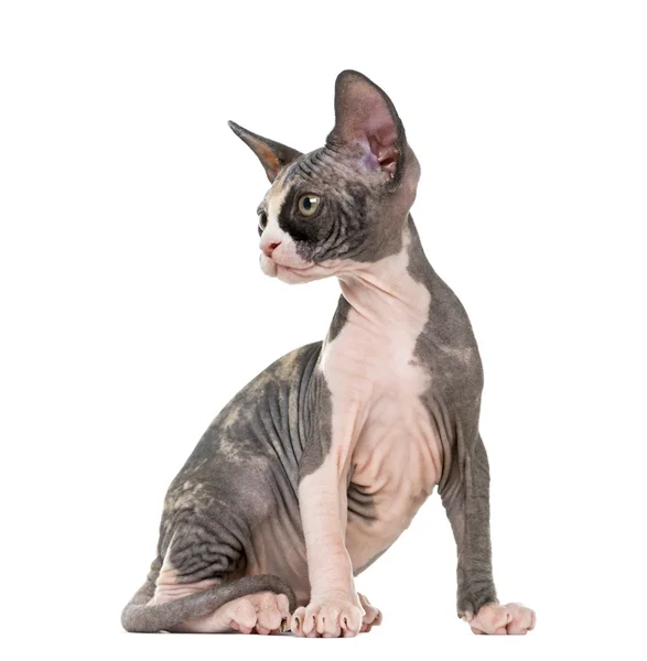Koťátko Sphynx sedí, izolovaných na bílém pozadí — Stock fotografie
