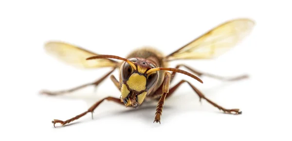 Front view of an Hornet, isolated on white — Stock Photo, Image
