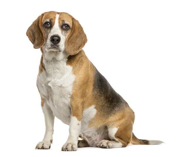 Beagle sentado na frente de um fundo branco — Fotografia de Stock