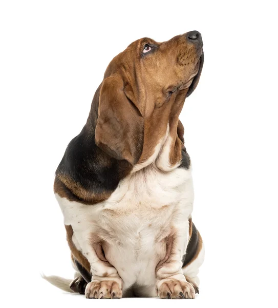 Basset Hound sitzt und blickt vor weißem Hintergrund auf — Stockfoto