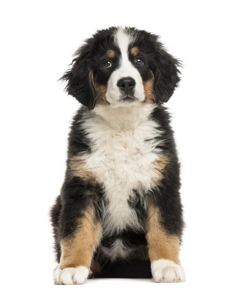 Bernese Mountain Dog duduk di depan backgroun putih — Stok Foto